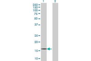 Western Blot analysis of RPP21 expression in transfected 293T cell line by RPP21 MaxPab polyclonal antibody. (RPP21 anticorps  (AA 1-154))