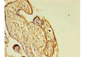 Immunohistochemistry of paraffin-embedded human placenta tissue using ABIN7154517 at dilution of 1:100