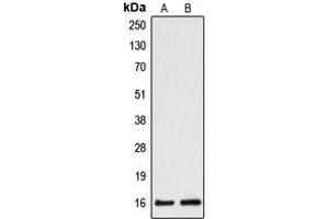 Western blot analysis of Cytochrome b5A expression in HepG2 (A), HeLa (B) whole cell lysates.