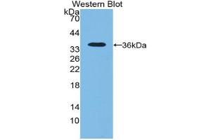 Western blot analysis of recombinant Human NT5C3. (NT5C3 anticorps  (AA 52-336))