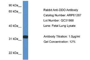 Western Blotting (WB) image for anti-D-Aspartate Oxidase (DDO) (C-Term) antibody (ABIN2788753) (DDO anticorps  (C-Term))