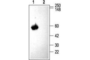 Western blot analysis of rat brain membranes: - 1. (CACNB3 anticorps  (C-Term, Intracellular))