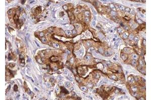 ABIN6276035 at 1/100 staining human Prostate tissue sections by IHC-P. (GPR35 anticorps  (Internal Region))