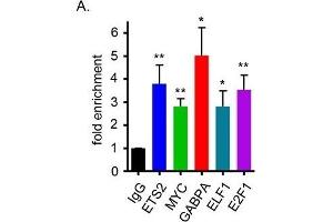 Allele-specificity of transcription factor binding at the site of rs2853669 (SNP6)(A) Chromatin immunoprecipitation (ChIP) enrichment was determined by qRT-PCR using ETS2 (n=2), E2F1 (n=2), ELF1 (n=2), MYC (n=3), GABPA (n=3) antibodies for pulldown of genomic region surrounding SNP6 (rs2853669) in the heterozygous normal mammary cell line Bre80. (ETS2 anticorps  (Center))