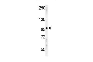 IPO9 Antibody (N-term) (ABIN651754 and ABIN2840388) western blot analysis in mouse Neuro-2a cell line lysates (15 μg/lane). (Importin 9 anticorps  (N-Term))