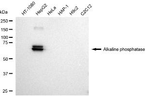 Western blotting analysis using Alkaline phosphatase antibody (ABIN7797576). (Recombinant Alkaline Phosphatase anticorps)