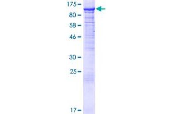 PI4KB Protein (AA 1-828) (GST tag)