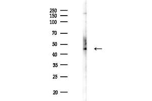 anti-Proteasome (Prosome, Macropain) 26S Subunit, ATPase, 2 (PSMC2) (Internal Region) antibody