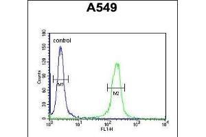 C14orf179 Antibody (Center) (ABIN651563 and ABIN2840304) flow cytometric analysis of A549 cells (right histogram) compared to a negative control cell (left histogram). (IFT43 anticorps  (AA 145-171))