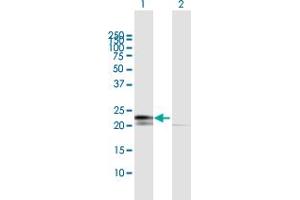 Western Blot analysis of RPL29 expression in transfected 293T cell line by RPL29 MaxPab polyclonal antibody. (RPL29 anticorps  (AA 1-159))