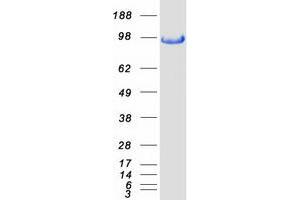 Validation with Western Blot