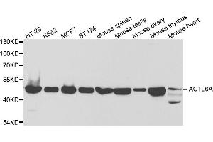 Western blot analysis of extracts of various cell lines, using ACTL6A antibody (ABIN5973120) at 1/1000 dilution.
