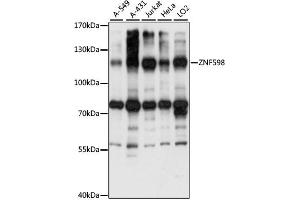 Western blot analysis of extracts of various cell lines, using ZNF598 antibody (ABIN7271509) at 1:1000 dilution. (ZNF598 anticorps  (AA 120-420))