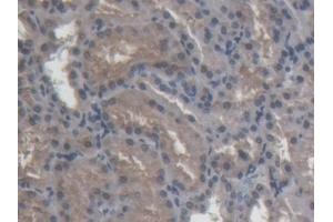 Detection of ABP1 in Porcine Kidney Tissue using Polyclonal Antibody to Amiloride Binding Protein 1 (ABP1)