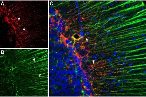 Multiplex staining of Connexin-43 and GFAP in rat cerebellum. (Gap Junction Protein, alpha 1, 43kDa (GJA1) Peptide)
