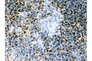 Anti- TGM2 Picoband antibody, IHC(F) IHC(F): Mouse Spleen Tissue
