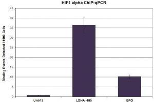 HIF-1 alpha antibody (pAb) tested by ChIP.