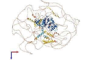 AlphaFold protein structure predicition of Human Recombinant CDK12 Protein, UniprotID Q9NYV4