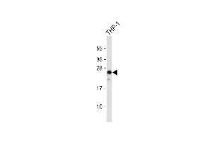 Anti-Neurogenin3 Antibody (N-term) at 1:2000 dilution + THP-1 whole cell lysate Lysates/proteins at 20 μg per lane.