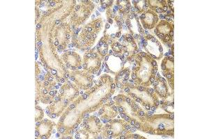 Immunohistochemistry of paraffin-embedded rat kidney using HSPD1 antibody.
