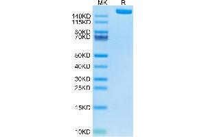 Human LY75 on Tris-Bis PAGE under reduced condition.