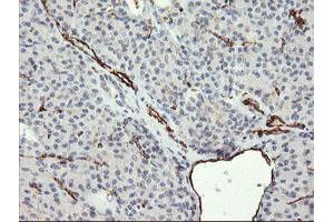 Image no. 1 for anti-Platelet/endothelial Cell Adhesion Molecule (PECAM1) antibody (ABIN1497244) (CD31 anticorps)