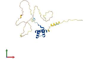 AlphaFold protein structure predicition of Human Recombinant HOXB8 Protein, UniprotID P17481