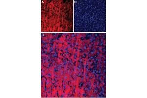 Expression of P2RX2 in rat brainImmunohistochemical staining of rat neocortex using Anti-P2X2 Receptor-ATTO Fluor-594 Antibody (ABIN7237795).