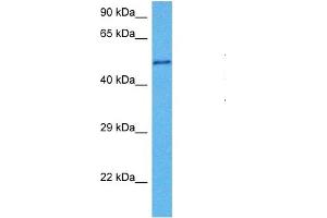 Host:  Mouse  Target Name:  ACTR2  Sample Tissue:  Mouse Testis  Antibody Dilution:  1ug/ml