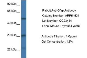 Western Blotting (WB) image for anti-Glial Fibrillary Acidic Protein (GFAP) (N-Term) antibody (ABIN785700) (GFAP anticorps  (N-Term))