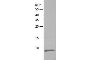 Western Blotting (WB) image for Sec61 beta Subunit (SEC61B) (AA 1-70) protein (His-IF2DI Tag) (ABIN7124994)