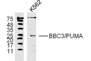 K562 lysates probed with PUMA Polyclonal Antibody, unconjugated  at 1:300 overnight at 4°C followed by a conjugated secondary antibody at 1:10000 for 60 minutes at 37°C. (PUMA anticorps  (AA 131-180))