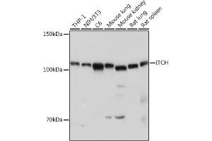 Western blot analysis of extracts of various cell lines, using ITCH antibody (ABIN7268033) at 1:1000 dilution. (ITCH anticorps  (AA 50-150))