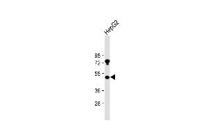 Anti-USP27X Antibody (N-term) at 1:2000 dilution + HepG2 whole cell lysate Lysates/proteins at 20 μg per lane. (USP27X anticorps  (AA 1-30))