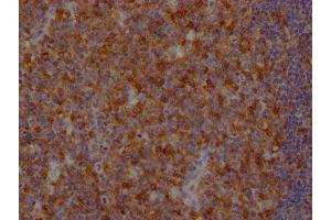 IHC image of ABIN7127483 diluted at 1:100 and staining in paraffin-embedded human tonsil tissue performed on a Leica BondTM system.