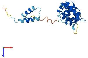 AlphaFold protein structure predicition of Human Recombinant ROPN1 Protein, UniprotID Q9HAT0