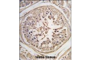 Formalin-fixed and paraffin-embedded human testis tissue reacted with PUM1 Antibody (N-term) (ABIN392129 and ABIN2841869) , which was peroxidase-conjugated to the secondary antibody, followed by DAB staining.