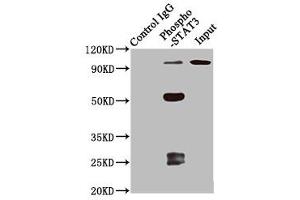 Immunoprecipitating Phospho-STAT3 in 293 whole cell lysate treated with Calyculin A Lane 1: Rabbit control IgG(1 μg)instead of ABIN7127754 in 293 whole cell lysate treated with Calyculin A.