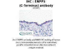 Image no. 1 for anti-Ectonucleotide pyrophosphatase/phosphodiesterase 3 (ENPP3) (C-Term) antibody (ABIN1734046) (ENPP3 anticorps  (C-Term))
