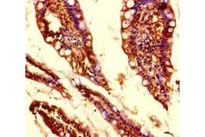 Immunohistochemistry of paraffin-embedded human small intestine tissue using ABIN7159156 at dilution of 1:100 (MED31 anticorps  (AA 2-72))