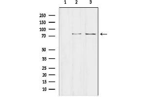 anti-NCK Interacting Protein with SH3 Domain (NCKIPSD) (Internal Region) antibody