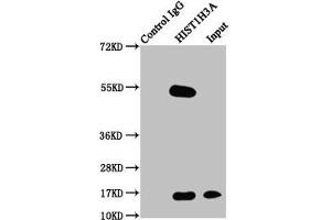 Immunoprecipitating HIST1H3A in Hela whole cell lysate Lane 1: Rabbit control IgG instead of ABIN7139628 in Hela whole cell lysate. (HIST1H3A anticorps  (pThr3))