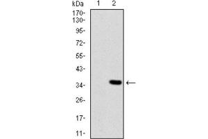 Western Blotting (WB) image for anti-Melanoma Associated Chondroitin Sulfate Proteoglycan (MCSP) (AA 2247-2308) antibody (ABIN1842627)