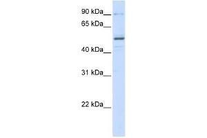 ZNF275 antibody used at 0. (ZNF275 anticorps  (N-Term))
