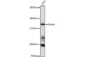 Western blot analysis of extracts of 293T cells, using Raptor antibody (ABIN7269901) at 1:1000 dilution. (Raptor anticorps)