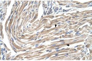 Immunohistochemical staining (Formalin-fixed paraffin-embedded sections) of human muscle with MGST2 polyclonal antibody . (MGST2 anticorps  (AA 1-50))