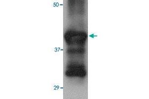 Western blot analysis of 25 ng of recombinant Hemagglutinin with Hemagglutinin monoclonal antibody, clone 4E10C10  at 2. (Hemagglutinin anticorps  (AA 17-338))