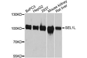 Western blot analysis of extracts of various cell lines, using SEL1L antibody. (SEL1L anticorps  (AA 22-190))