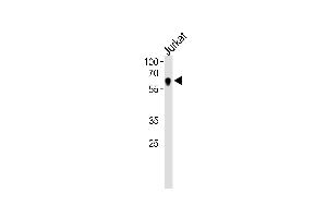 NR2C2 Antibody (C-term) (ABIN1537335 and ABIN2838328) western blot analysis in Jurkat cell line lysates (35 μg/lane).