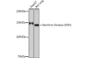 Western blot analysis of extracts of various cell lines, using Xanthine Oxidase (XDH) (XDH) Rabbit mAb (ABIN7271408) at 1:1000 dilution. (XDH anticorps)